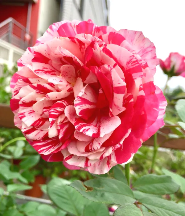 Candy_Stripes_Rose_Flower_Plant_|_Fresh_&_Healthy_Garden_Rose_Plant_|_Fragrant_Ornamental_Flowering_Plant