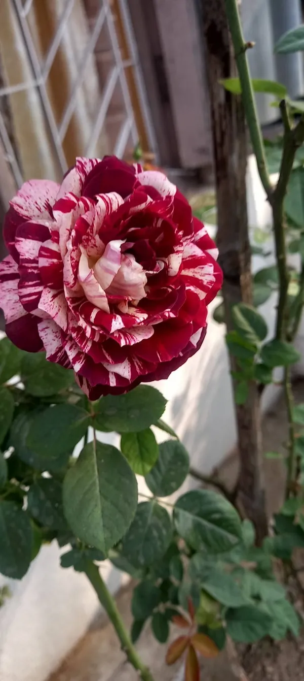 Candy_Stripes_Rose_Flower_Plant_|_Fresh_&_Healthy_Garden_Rose_Plant_|_Fragrant_Ornamental_Flowering_Plant