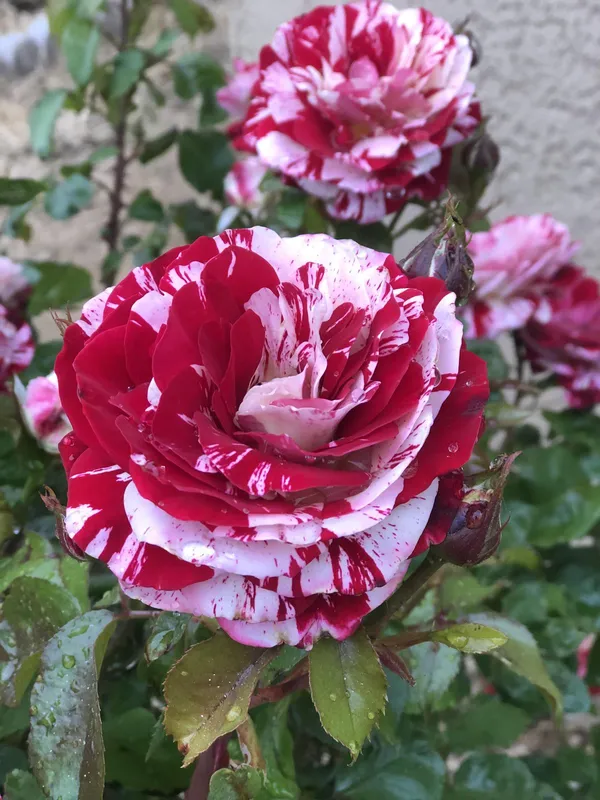 Candy_Strips_Rose_Plant_|_Fragrant,_Long-Blooming_Variety_|_Perfect_for_Garden,_Balcony_&_Outdoor_Landscaping