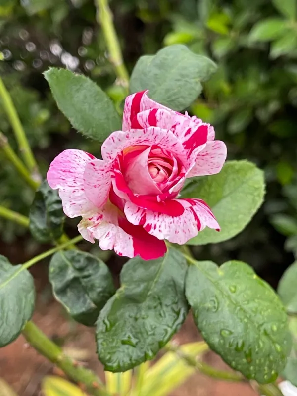 Candy_Strips_Rose_Plant_|_Fragrant,_Long-Blooming_Variety_|_Perfect_for_Garden,_Balcony_&_Outdoor_Landscaping