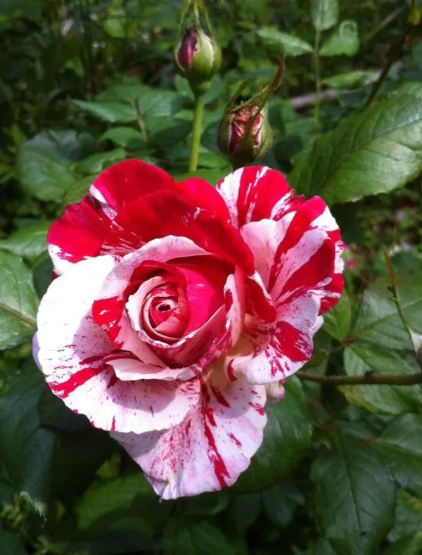 Candy_Strips_Rose_Plant_|_Fragrant,_Long-Blooming_Variety_|_Perfect_for_Garden,_Balcony_&_Outdoor_Landscaping
