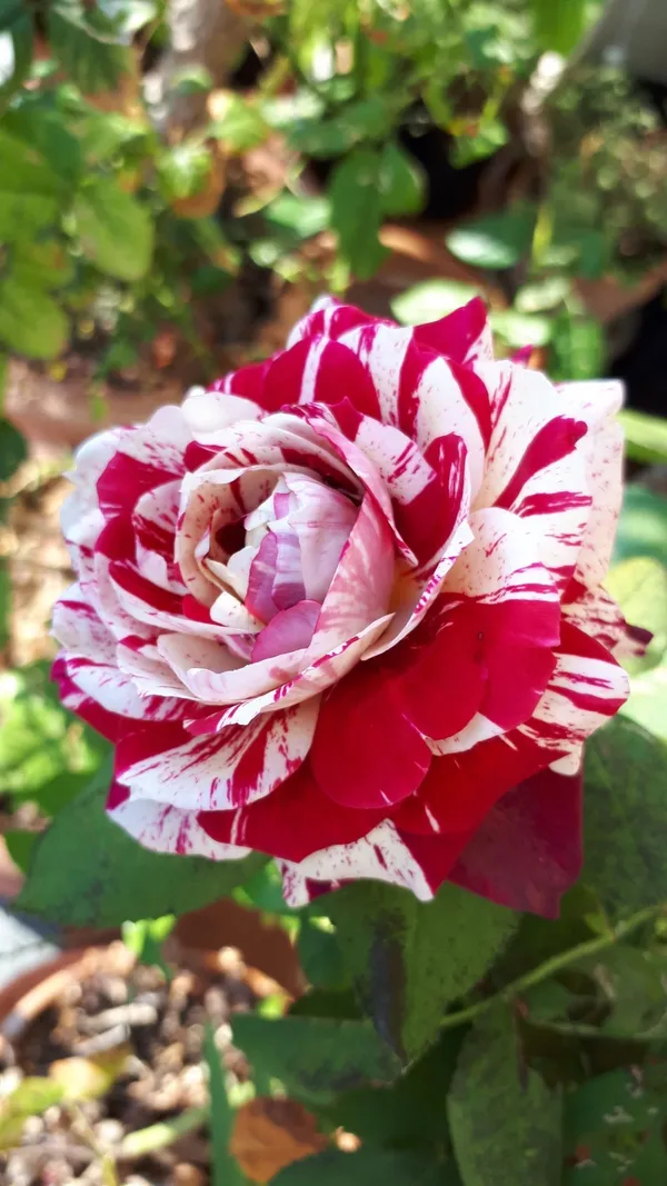 Candy_Strips_Rose_Plant_|_Fragrant,_Long-Blooming_Variety_|_Perfect_for_Garden,_Balcony_&_Outdoor_Landscaping