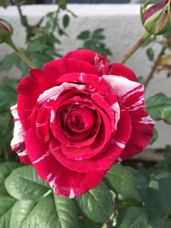 Candy_Strips_Rose_Plant_|_Fragrant,_Long-Blooming_Variety_|_Perfect_for_Garden,_Balcony_&_Outdoor_Landscaping