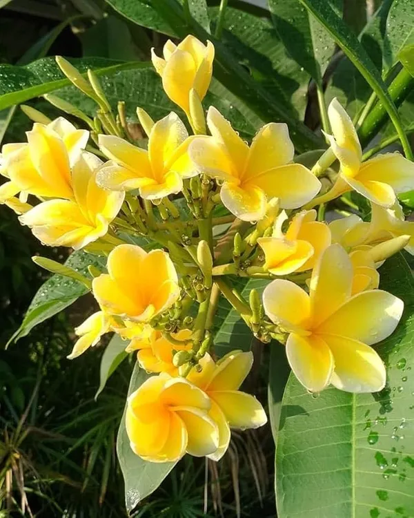 Champa/Plumeria/Champak_Yellow_Beautiful_Charming_Color_Flower_Plant_&_Tree_(1.5-3.5_Ft_Hight)_For_Your_Sweet_Home_Gardening_(Hybrid,_Pack_Of_1)