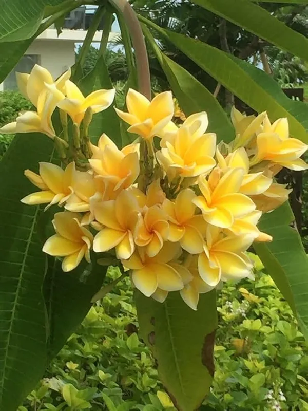 Champa/Plumeria/Champak_Yellow_Beautiful_Charming_Color_Flower_Plant_&_Tree_(1.5-3.5_Ft_Hight)_For_Your_Sweet_Home_Gardening_(Hybrid,_Pack_Of_1)