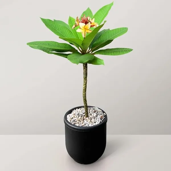 Champa/Plumeria/Champak_Yellow_Beautiful_Charming_Color_Flower_Plant_&_Tree_(1.5-3.5_Ft_Hight)_For_Your_Sweet_Home_Gardening_(Hybrid,_Pack_Of_1)