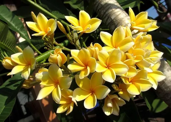 Champa/Plumeria/Champak_Yellow_Beautiful_Charming_Color_Flower_Plant_&_Tree_(1.5-3.5_Ft_Hight)_For_Your_Sweet_Home_Gardening_(Hybrid,_Pack_Of_1)