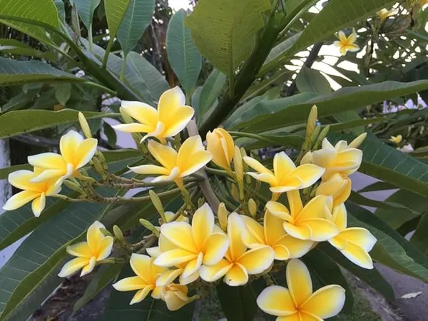 Champa/Plumeria/Champak_Yellow_Beautiful_Charming_Color_Flower_Plant_&_Tree_(1.5-3.5_Ft_Hight)_For_Your_Sweet_Home_Gardening_(Hybrid,_Pack_Of_1)