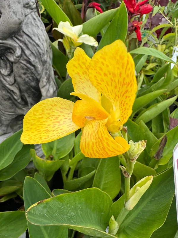 Chena_Lily_(Yellow)_Flowering_Plant_&_Tree_For_Your_Sweet_Home_Garden_(1.5-3.5_Ft_Height)_Pack_Of_1