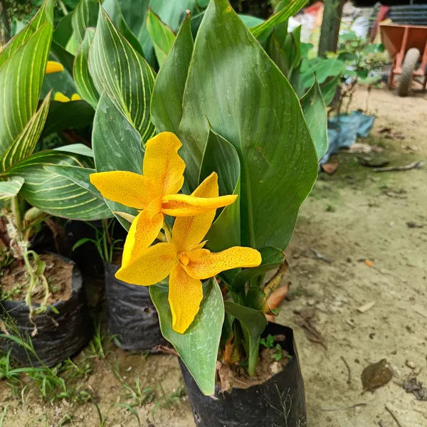 Chena_Lily_(Yellow)_Flowering_Plant_&_Tree_For_Your_Sweet_Home_Garden_(1.5-3.5_Ft_Height)_Pack_Of_1
