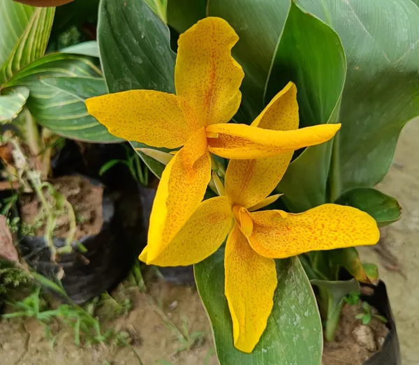 Chena_Lily_(Yellow)_Flowering_Plant_&_Tree_For_Your_Sweet_Home_Garden_(1.5-3.5_Ft_Height)_Pack_Of_1