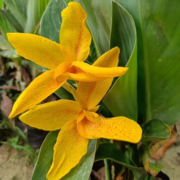 Chena_Lily_(Yellow)_Flowering_Plant_&_Tree_For_Your_Sweet_Home_Garden_(1.5-3.5_Ft_Height)_Pack_Of_1