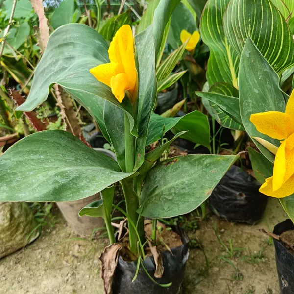 Chena_Lily_(Yellow)_Flowering_Plant_&_Tree_For_Your_Sweet_Home_Garden_(1.5-3.5_Ft_Height)_Pack_Of_1