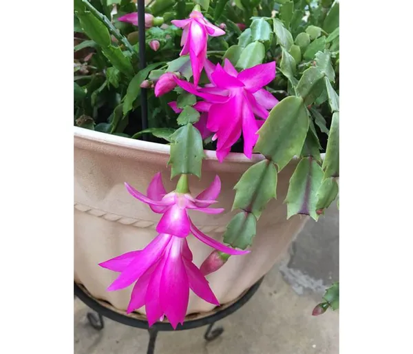 Christmas_Cactus_Vibrant_Color_Flower_Plant_For_Your_Sweet_Home_Decor/Gardening_(Air_Purifying)_Pack_Of_1