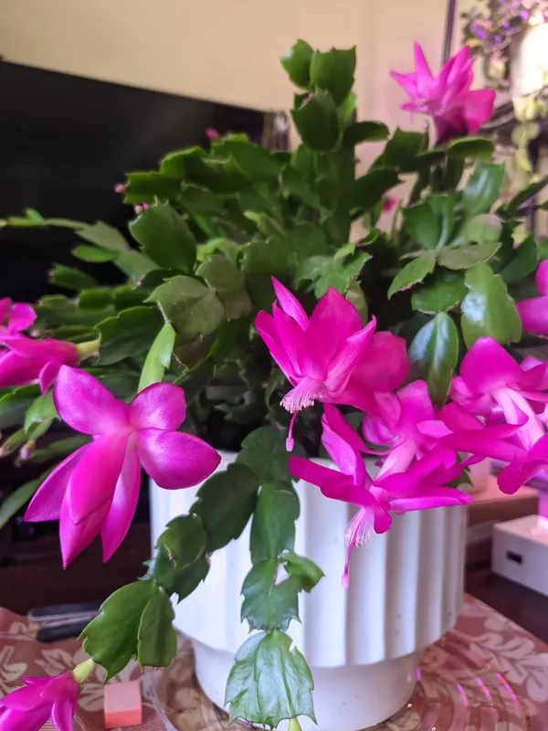 Christmas_Cactus_Vibrant_Color_Flower_Plant_For_Your_Sweet_Home_Decor/Gardening_(Air_Purifying)_Pack_Of_1
