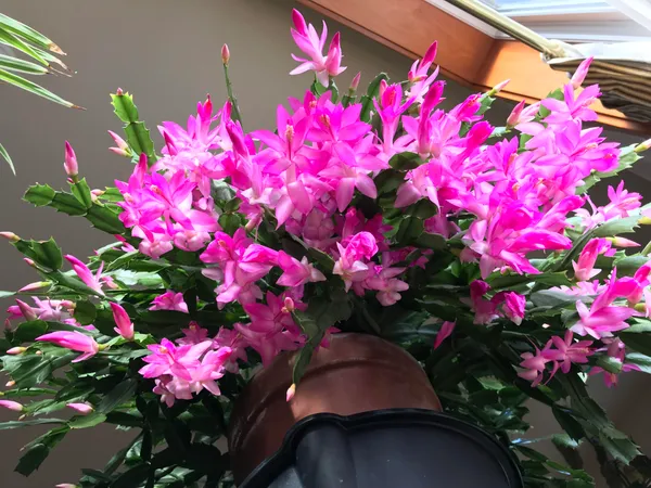 Christmas_Cactus_Vibrant_Color_Flower_Plant_For_Your_Sweet_Home_Decor/Gardening_(Air_Purifying)_Pack_Of_1