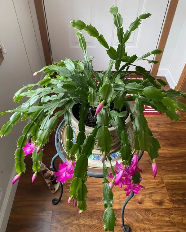 Christmas_Cactus_Vibrant_Color_Flower_Plant_For_Your_Sweet_Home_Decor/Gardening_(Air_Purifying)_Pack_Of_1