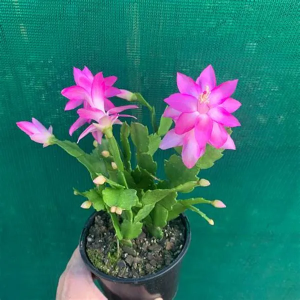 Christmas_Cactus_Vibrant_Color_Flower_Plant_For_Your_Sweet_Home_Decor/Gardening_(Air_Purifying)_Pack_Of_1