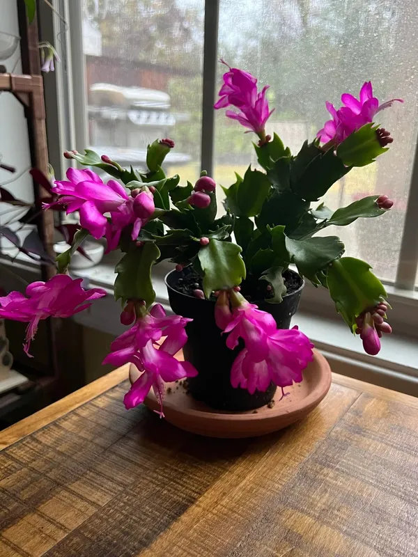 Christmas_(Pink)_Cactus_Zygocactus_Flower_Plant_For_Home_Decor,_Suitable_For_Indoor/Outdoor_(Hybrid,_Pack_Of_1)