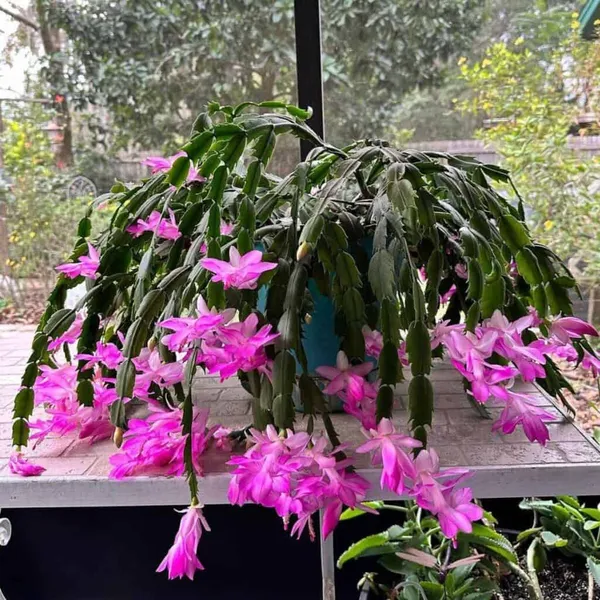 Christmas_(Pink)_Cactus_Zygocactus_Flower_Plant_For_Home_Decor,_Suitable_For_Indoor/Outdoor_(Hybrid,_Pack_Of_1)
