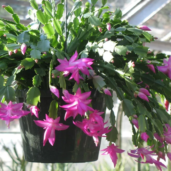 Christmas_(Pink)_Cactus_Zygocactus_Flower_Plant_For_Home_Decor,_Suitable_For_Indoor/Outdoor_(Hybrid,_Pack_Of_1)