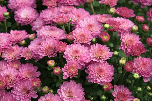 Chrysanthemum/Chandramallika_Shrub_Flower_Plant_For_Your_Sweet_Home_Decor/Gardening_Well_Watered_Chrysanthemum_Flower_Plant_(Hybrid,_Pack_Of_1)
