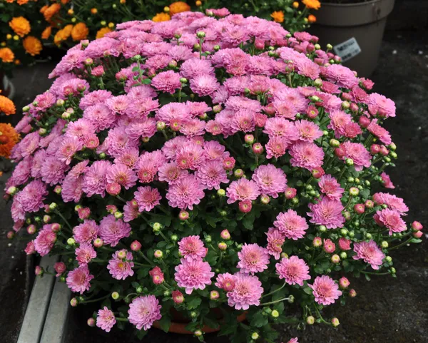 Chrysanthemum/Chandramallika_Shrub_Flower_Plant_For_Your_Sweet_Home_Decor/Gardening_Well_Watered_Chrysanthemum_Flower_Plant_(Hybrid,_Pack_Of_1)