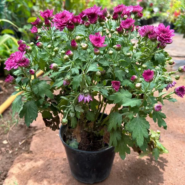 Chrysanthemum/Chandramallika_(Violet)_Flower_Plant_&_Tree_(1.5-3.5_Ft_Height)_For_Shrub/Bush/Home_Garden_Fast_Growing_Chrysanthemum_Hybrid_Flower_Plant_(Pack_Of_1)