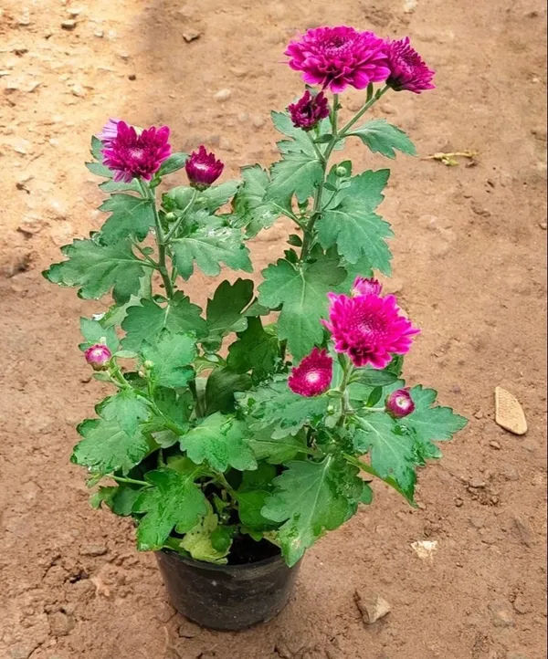 Chrysanthemum/Chandramallika_(Violet)_Flower_Plant_&_Tree_(1.5-3.5_Ft_Height)_For_Shrub/Bush/Home_Garden_Fast_Growing_Chrysanthemum_Hybrid_Flower_Plant_(Pack_Of_1)