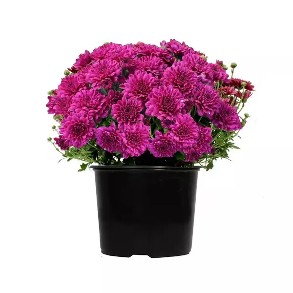 Chrysanthemum/Chandramallika_(Violet)_Flower_Plant_&_Tree_(1.5-3.5_Ft_Height)_For_Shrub/Bush/Home_Garden_Fast_Growing_Chrysanthemum_Hybrid_Flower_Plant_(Pack_Of_1)