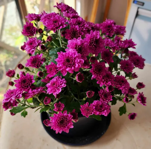 Chrysanthemum/Chandramallika_(Violet)_Flower_Plant_&_Tree_(1.5-3.5_Ft_Height)_For_Shrub/Bush/Home_Garden_Fast_Growing_Chrysanthemum_Hybrid_Flower_Plant_(Pack_Of_1)