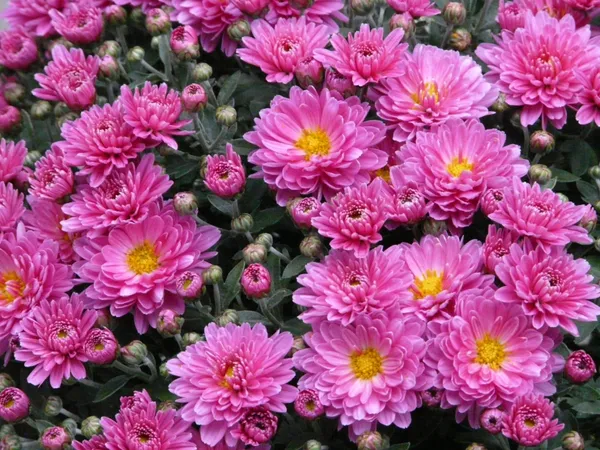 Chrysanthemum_(Deep_Pink)_Flowering_Plant_&_Tree_For_Shrub/Bush/Home_Garden_Hybrid_Chrysanthemum/Chandramallika_Flower_Plant_(Pack_Of_1)
