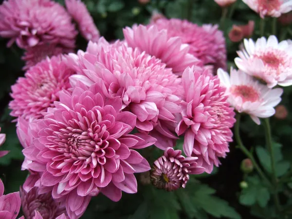 Chrysanthemum_(Deep_Pink)_Flowering_Plant_&_Tree_For_Shrub/Bush/Home_Garden_Hybrid_Chrysanthemum/Chandramallika_Flower_Plant_(Pack_Of_1)