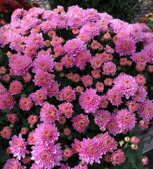 Chrysanthemum_(Deep_Pink)_Flowering_Plant_&_Tree_For_Shrub/Bush/Home_Garden_Hybrid_Chrysanthemum/Chandramallika_Flower_Plant_(Pack_Of_1)