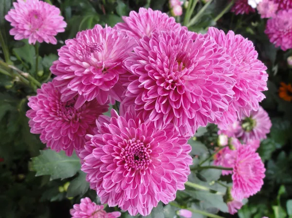 Chrysanthemum_(Deep_Pink)_Flowering_Plant_&_Tree_For_Shrub/Bush/Home_Garden_Hybrid_Chrysanthemum/Chandramallika_Flower_Plant_(Pack_Of_1)