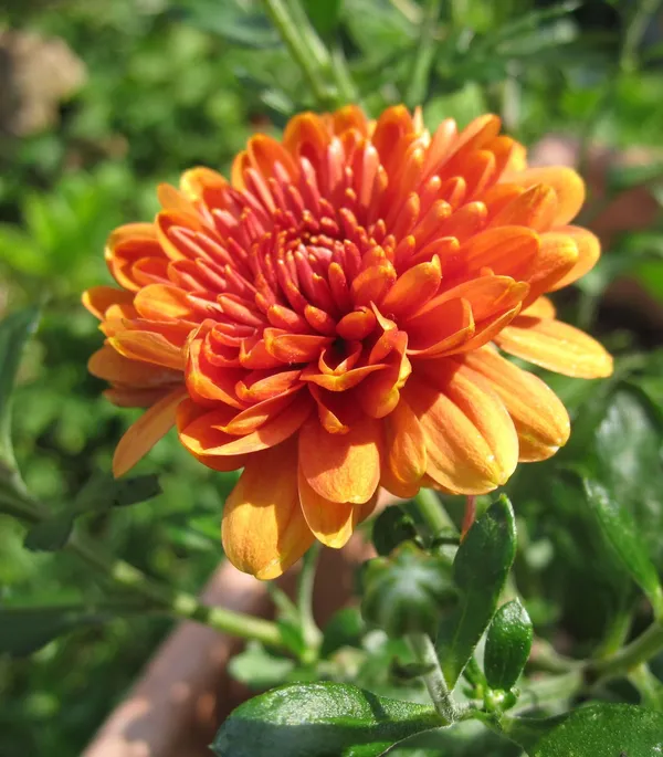 Chrysanthemum_(Orange)_Flowering_Shrub_Plant_&_Tree_For_Your_Sweet_Home_Decor/Garden_(1.5-3.5_Ft_Height)_Well_Watered_Fast_Growing_Chrysanthemum/Chandramallika__Flower_Plant_(Hybrid,_Pack_Of_1)