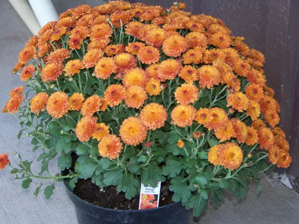 Chrysanthemum_(Orange)_Flowering_Shrub_Plant_&_Tree_For_Your_Sweet_Home_Decor/Garden_(1.5-3.5_Ft_Height)_Well_Watered_Fast_Growing_Chrysanthemum/Chandramallika__Flower_Plant_(Hybrid,_Pack_Of_1)