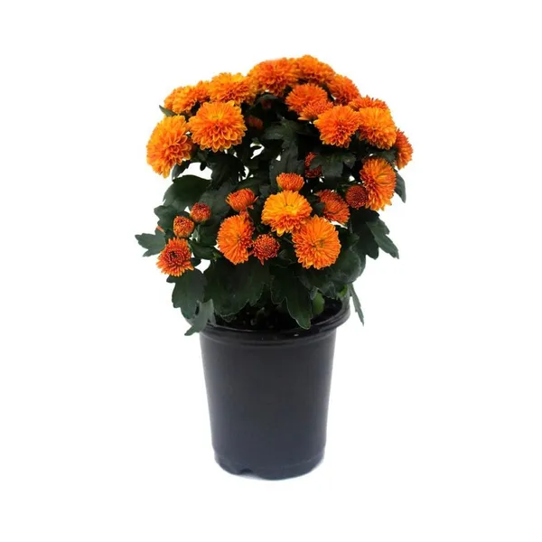 Chrysanthemum_(Orange)_Flowering_Shrub_Plant_&_Tree_For_Your_Sweet_Home_Decor/Garden_(1.5-3.5_Ft_Height)_Well_Watered_Fast_Growing_Chrysanthemum/Chandramallika__Flower_Plant_(Hybrid,_Pack_Of_1)