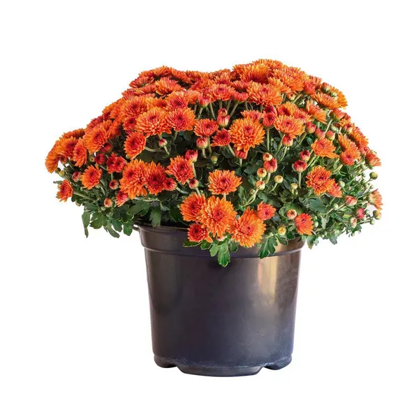 Chrysanthemum_(Orange)_Flowering_Shrub_Plant_&_Tree_For_Your_Sweet_Home_Decor/Garden_(1.5-3.5_Ft_Height)_Well_Watered_Fast_Growing_Chrysanthemum/Chandramallika__Flower_Plant_(Hybrid,_Pack_Of_1)