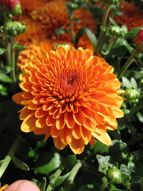 Chrysanthemum_(Orange)_Flowering_Shrub_Plant_&_Tree_For_Your_Sweet_Home_Decor/Garden_(1.5-3.5_Ft_Height)_Well_Watered_Fast_Growing_Chrysanthemum/Chandramallika__Flower_Plant_(Hybrid,_Pack_Of_1)