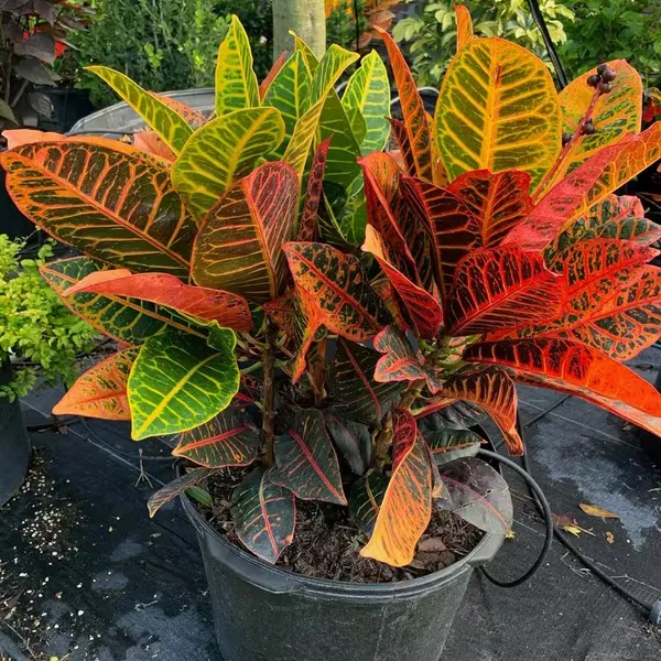 Corton_Plant_Best_House_Plant_For_Home/Office/Garden_Decor_(Air_Purifying,_Pack_Of_1)