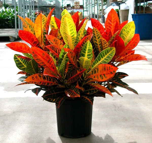 Corton_Plant_Best_House_Plant_For_Home/Office/Garden_Decor_(Air_Purifying,_Pack_Of_1)