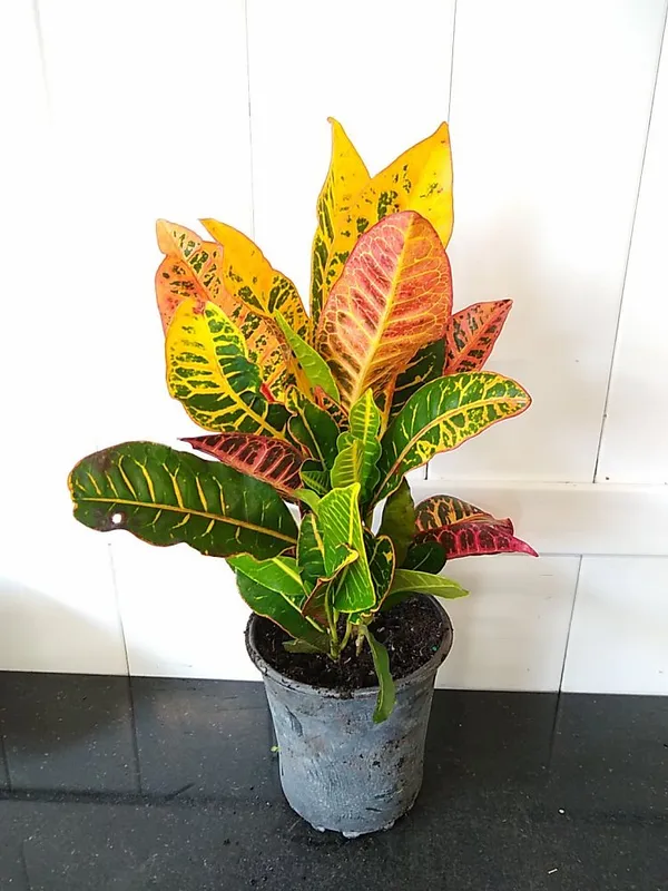 Corton_Plant_Best_House_Plant_For_Home/Office/Garden_Decor_(Air_Purifying,_Pack_Of_1)