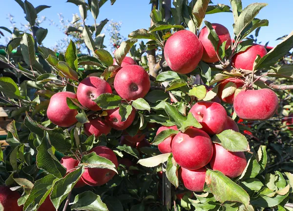 Cosmic_Crisp_Variety_Red_Apple_Fruit_Plant_&_Tree_(1.5-3.5_Ft_Height)_For_Home_Garden,_Pack_Of_1