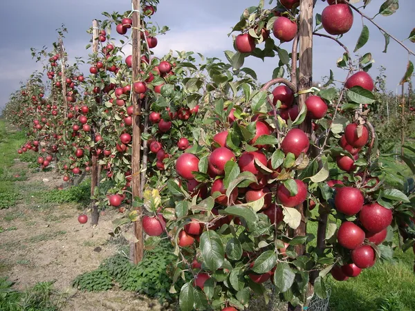 Cosmic_Crisp_Variety_Red_Apple_Fruit_Plant_&_Tree_(1.5-3.5_Ft_Height)_For_Home_Garden,_Pack_Of_1