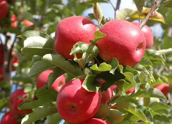 Cosmic_Crisp_Variety_Red_Apple_Fruit_Plant_&_Tree_(1.5-3.5_Ft_Height)_For_Home_Garden,_Pack_Of_1