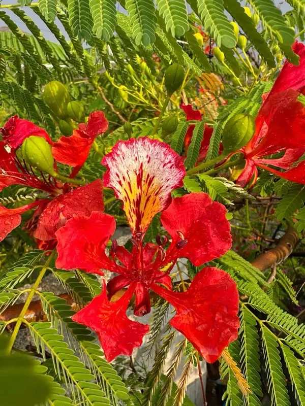 Indiana_Flame_Tree_Royal_Poinciana_Gulmohar_Krishnachura_Plant_For_Garden,_Pack_Of_1