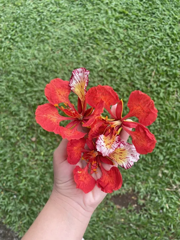 Indiana_Flame_Tree_Royal_Poinciana_Gulmohar_Krishnachura_Plant_For_Garden,_Pack_Of_1