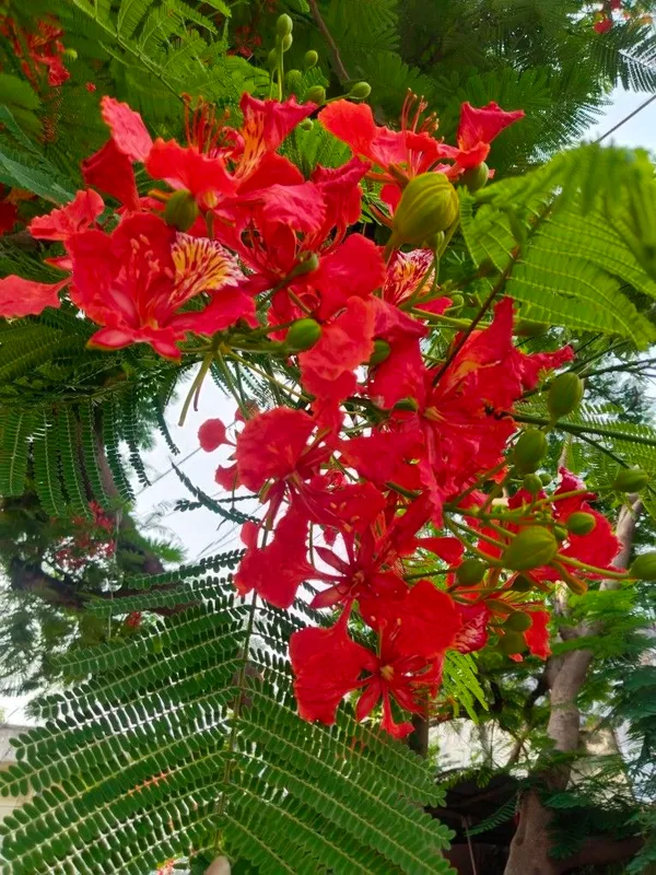 Indiana_Flame_Tree_Royal_Poinciana_Gulmohar_Krishnachura_Plant_For_Garden,_Pack_Of_1