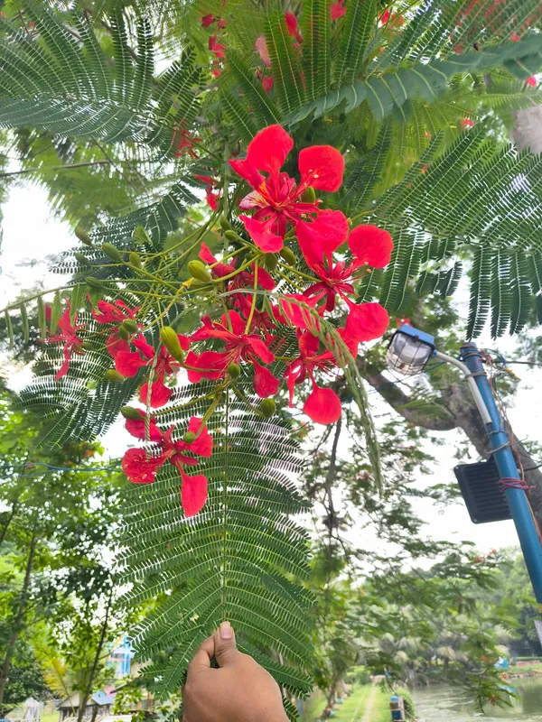 Indiana_Flame_Tree_Royal_Poinciana_Gulmohar_Krishnachura_Plant_For_Garden,_Pack_Of_1